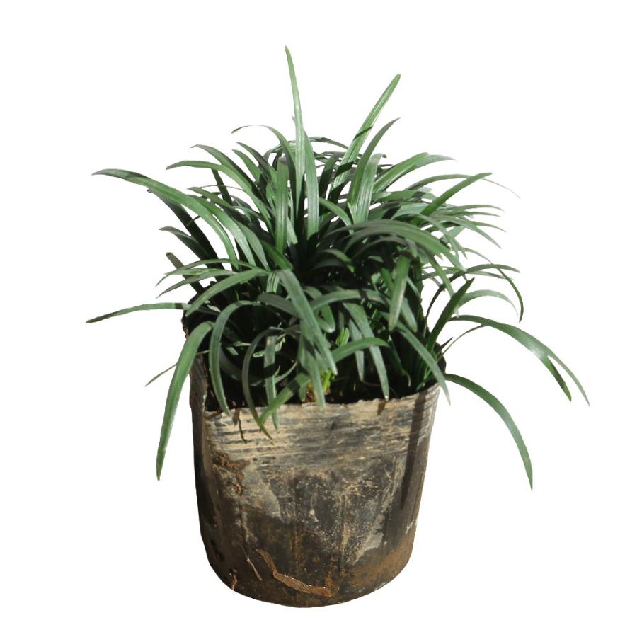 タマリュウ グランドカバー 下草 花 ガーデニング 480ポットセット グランドカバー 庭木 苗木の通販といえば相馬グリーン 芝生や芝桜 苔 株立ち樹木から果樹苗まで豊富な品揃え 良質で安価な商品を目指し努力しています Tama 480 タマリュウ Tama 480 相馬グリーン