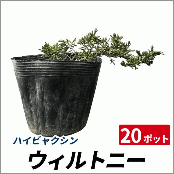 グランドカバー グランドカバー 庭木 苗木の通販といえば相馬グリーン 芝生や芝桜 苔 株立ち樹木から果樹苗まで豊富な品揃え 良質で安価な商品を目指し努力しています W ウィルトニー 這い性 ポットセット グランドカバー ウィルトニー コニファー 常緑