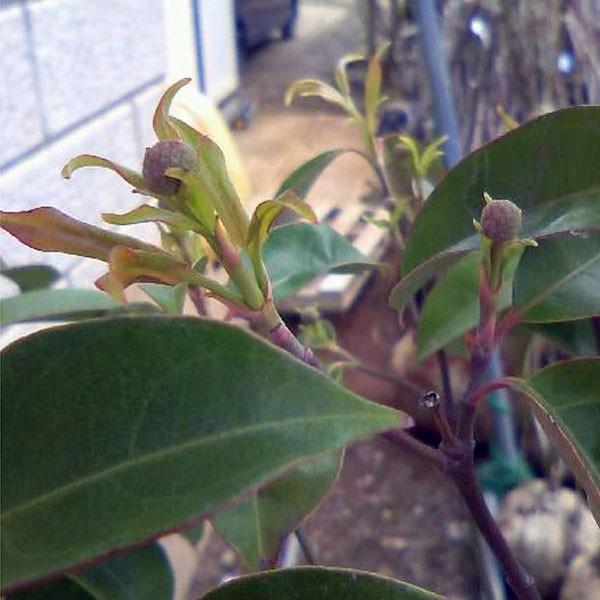 常緑ヤマボウシ ホンコンエンシス 月光 株立ち 樹高1.8〜2.0m前後(根鉢