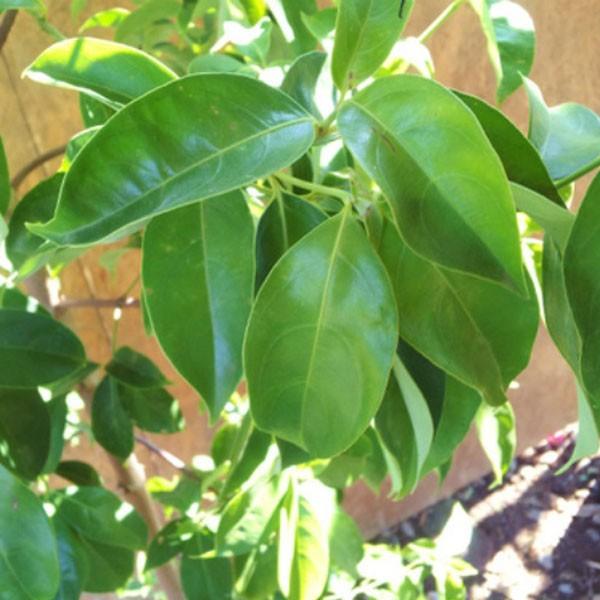 常緑ヤマボウシ ホンコンエンシス 月光 単木 樹高1.8〜2.0m前後(根鉢