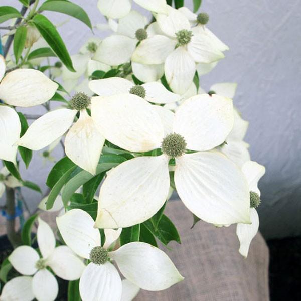 常緑ヤマボウシ ホンコンエンシス 月光 単木 樹高1.8〜2.0m前後(根鉢