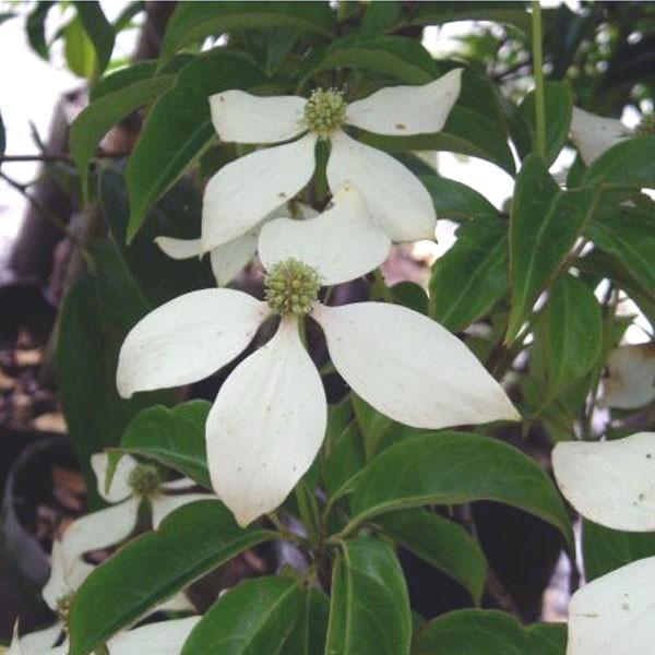 常緑ヤマボウシ ホンコンエンシス 月光 単木 樹高1.8〜2.0m前後(根鉢