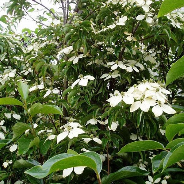 常緑ヤマボウシ ホンコンエンシス 月光 単木 樹高1.8〜2.0m前後