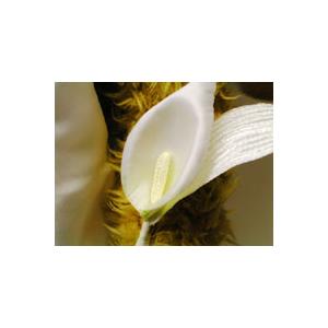 ウェルカムドール ウェルカムベア ホワイトウェディング ネーム刺繍入り |  | 03