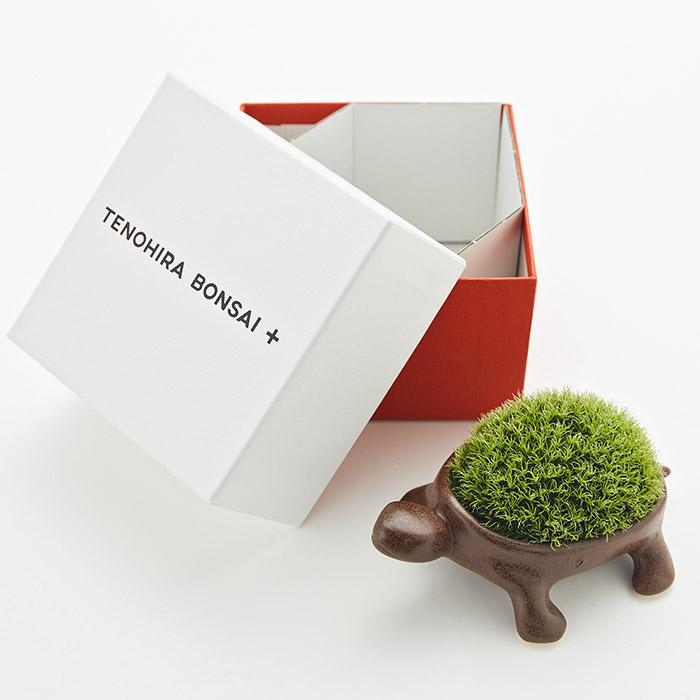 送料無料 亀盆栽（こけ盆栽 コケ 苔 苔盆栽 ミニ盆栽 盆栽 bonsai