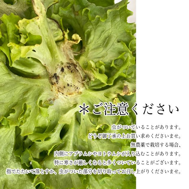山梨県産 現地直送 サンチュ サニーレタス 40枚セット 約300g 焼肉 や サラダに サニーレタス 山梨県産 現地直送1030メーター冷蔵発送 Sangchu40 ソンちゃん 通販 Yahoo ショッピング