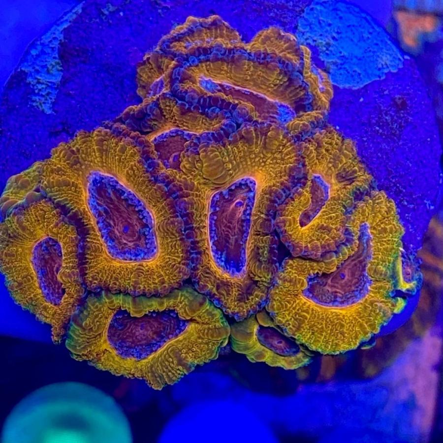 新入荷 Austraria Uca オーストラリア産 カクオオトゲキクメイシ Gold Rainbow Minicolony Jsonic Ca