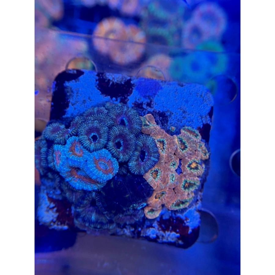 Austraria Uca オーストラリア産 カクオオトゲキクメイシ Ultora Minicolony Aus 0525 Kakuootoge U 3 Sophia Coral 通販 Yahoo ショッピング