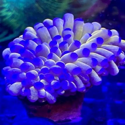Aus 1121 Hanasango Sophia Austraria ハナサンゴ オーストラリア産 新入荷 Austraria 観賞魚生体 Cdu オーストラリア産 Coral Gold Rare 海水魚 サンゴ 水生生物