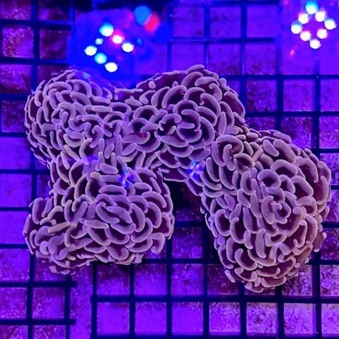 新入荷！オーストラリア産　ナガレハナ　Two Tone/Blotchy Ultra