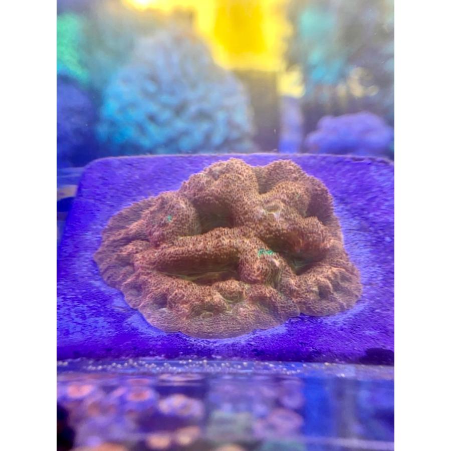 21年激安 Austraria Cdu カクオオトゲキクメイシ H Bowerbanki Minicolony Ulttora ボアバンキー 観賞魚生体 Www Radio10 Sr