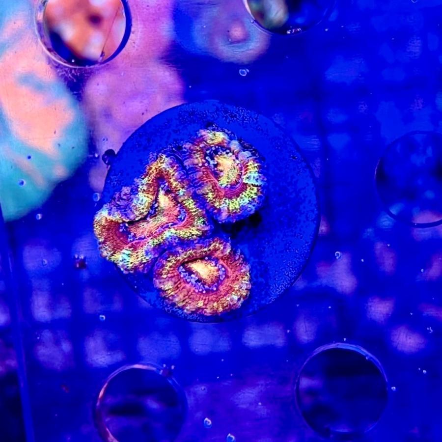 新入荷 Austraria Cdu オーストラリア産 カクオオトゲキクメイシ Ultra Frag 海水魚 サンゴ 水生生物 Vest Doctum Edu Br