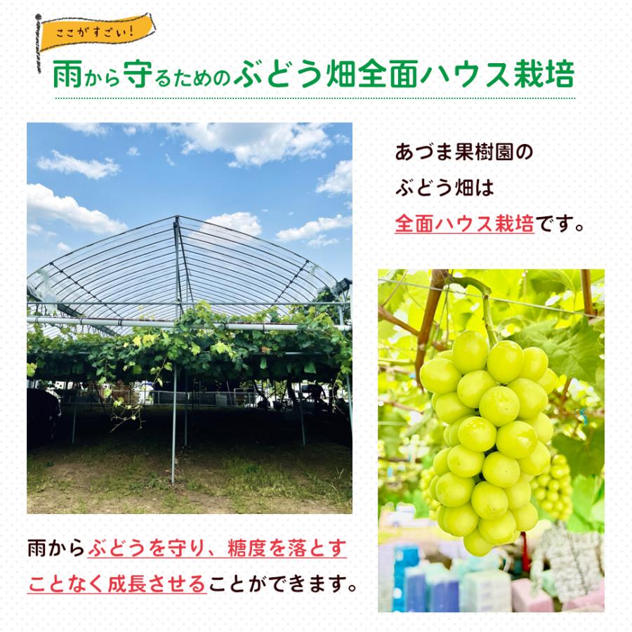シャインマスカット ２kg箱 （２〜５房入り） 福島 うまい 訳あり ギフト 贈答用 箱入り ぶどう 極甘プレミアム のし メッセージカード_6