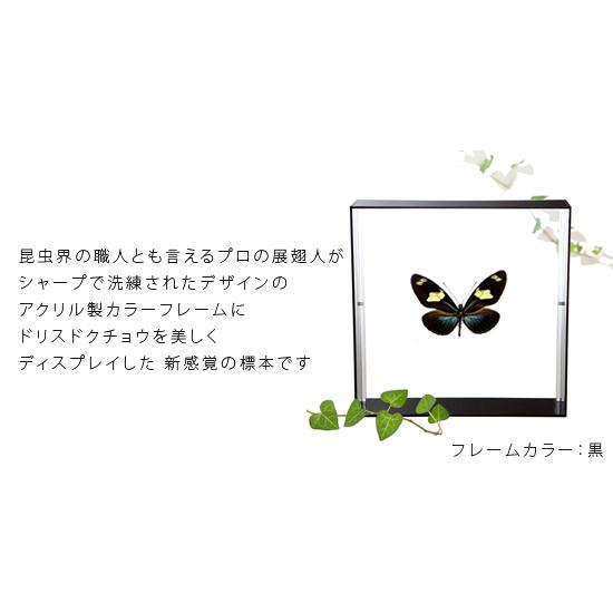 昆虫標本 蝶の標本 ドリスドクチョウ アクリルフレーム 15cm角