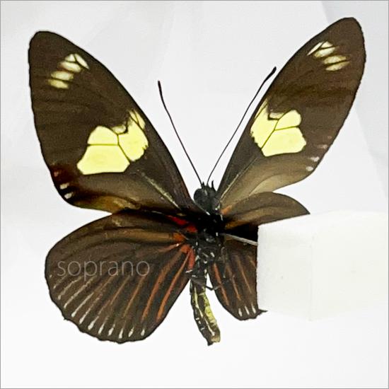 蝶々標本 蝶々標本 - メルカリ