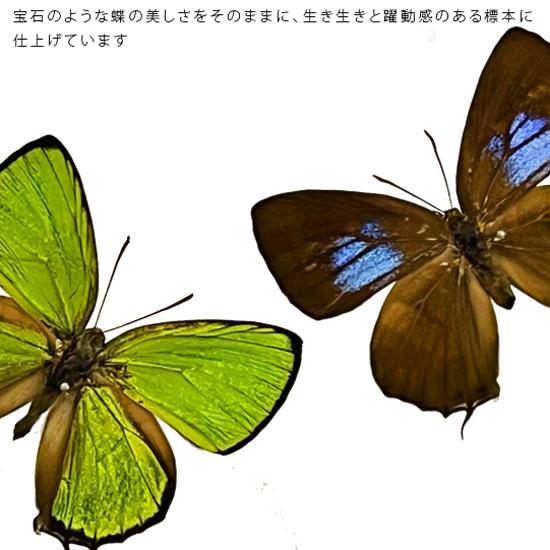 ポイント10倍 期間限定 昆虫標本 蝶の標本 キリシマミドリシジミ 2頭 アクリルフレーム 15cm角 黒｜soprano｜04