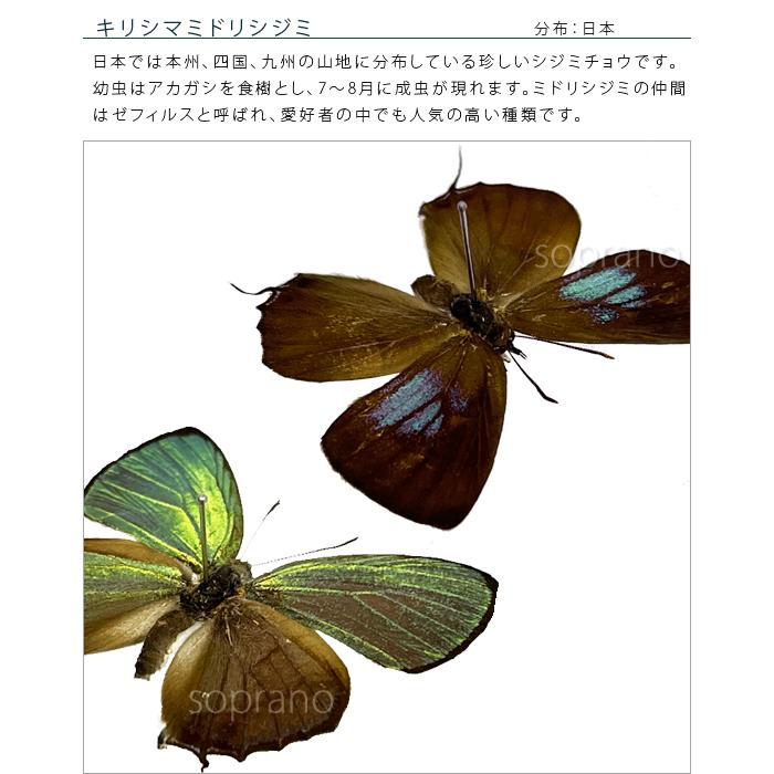 ポイント10倍 期間限定 昆虫標本 蝶の標本 キリシマミドリシジミ 2頭 アクリルフレーム 15cm角 白｜soprano｜06
