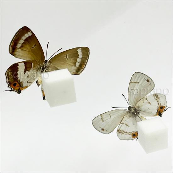 ポイント10倍 期間限定 昆虫標本 蝶の標本 キリシマミドリシジミ 2頭 アクリルフレーム 15cm角 白｜soprano｜09
