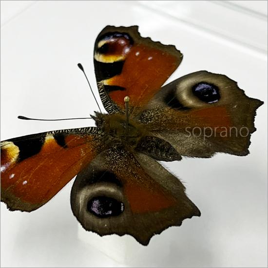 昆虫標本 蝶の標本 クジャクチョウ アクリルフレーム 15cm角 黒｜soprano｜07