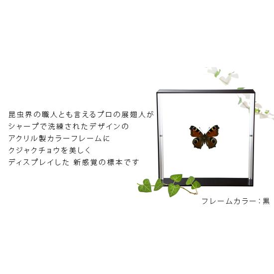 昆虫標本 蝶の標本 クジャクチョウ アクリルフレーム 15cm角 白