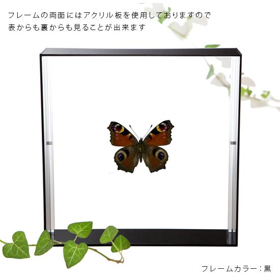 昆虫標本 蝶の標本 クジャクチョウ アクリルフレーム 15cm角 白