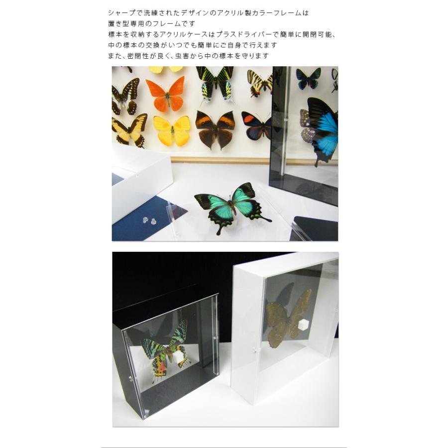 昆虫標本 蝶の標本 クジャクチョウ アクリルフレーム 15cm角 白｜soprano｜05