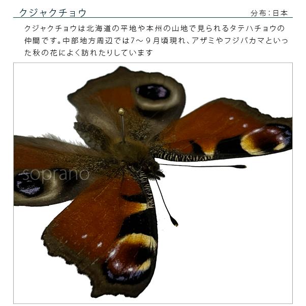 昆虫標本 蝶の標本 クジャクチョウ アクリルフレーム 15cm角 白