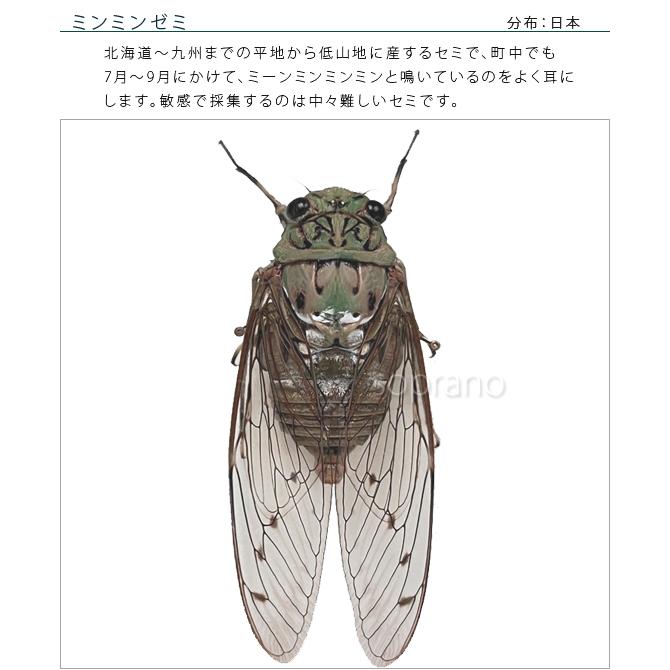 昆虫標本 Amazon.co.jp: 本物の昆虫標本、虫標本、蝶標本、昆虫の