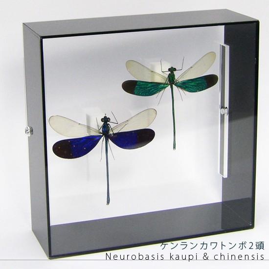 昆虫標本 ケンランカワトンボ 2頭 アクリルフレーム 黒 Lis ソプラノyahoo 店 通販 Yahoo ショッピング