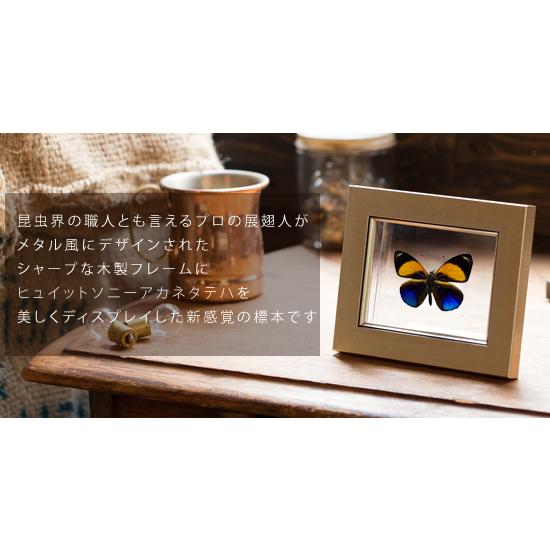 昆虫標本 蝶の標本 ヒュイットソニーアカネタテハ メタリック調ライト