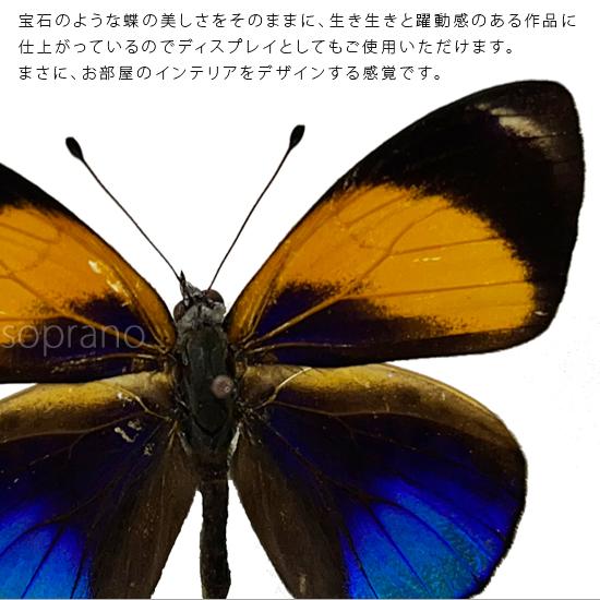 昆虫標本 蝶の標本 ヒュイットソニーアカネタテハ メタリック調ライト