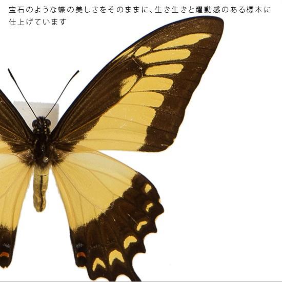 昆虫標本 蝶の標本 リコフロンアゲハ メタリック調ライトフレーム