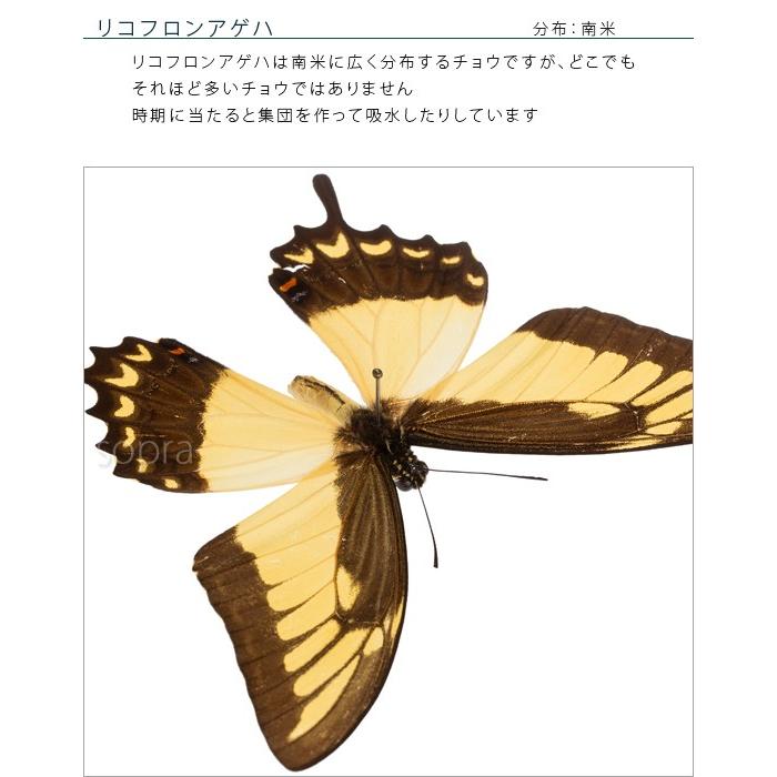 昆虫標本 蝶の標本 リコフロンアゲハ メタリック調ライトフレーム