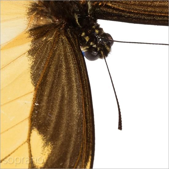 標本　パナシア・プロラー　蝶 Amazon | ヘレナキシタアゲハ 蝶 標本 | 生物・動物・人体