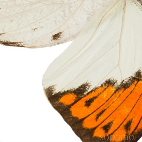 昆虫標本 蝶の標本 ツマベニチョウ メタリック調ライトフレーム 昆虫標本 蝶の標本 ツマベニチョウ メタリック調ライトフレーム