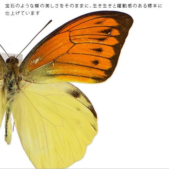 昆虫標本 蝶の標本 ヒイロツマベニ メタリック調ライトフレーム