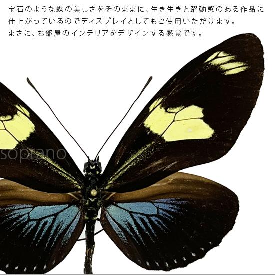 昆虫標本 蝶の標本 ドリスドクチョウ メタリック調ライトフレーム 19cm