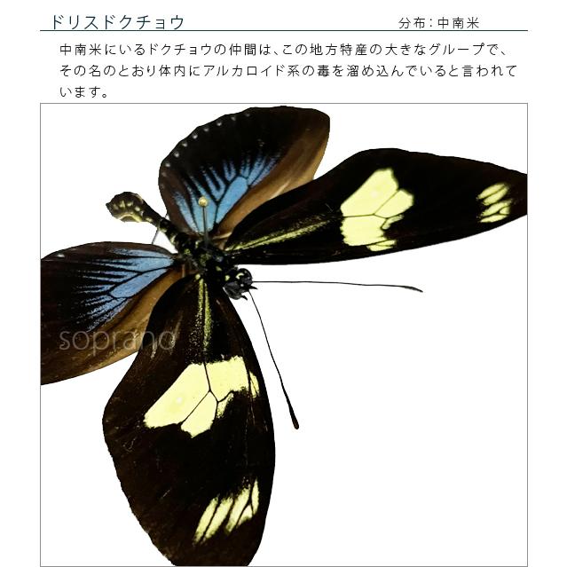 昆虫標本 蝶の標本 ドリスドクチョウ メタリック調ライトフレーム 19cm