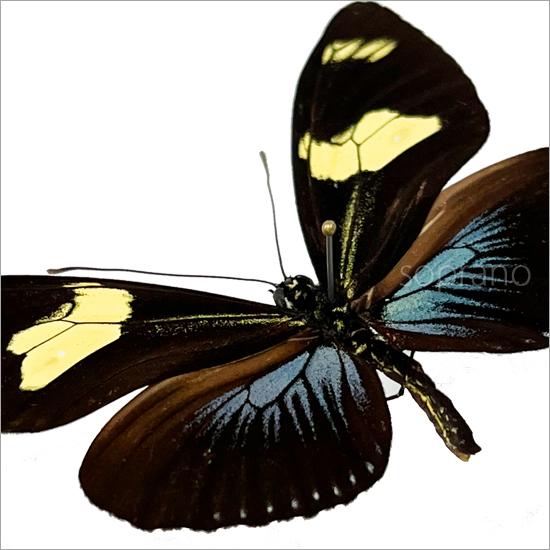昆虫標本 蝶の標本 ドリスドクチョウ メタリック調ライトフレーム 19cm