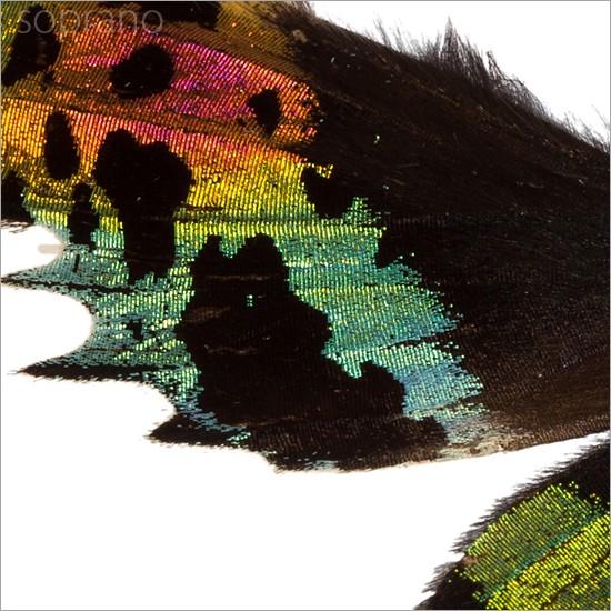 光る蝶 Amazon | ジェット イノウエ(JET INOUE)蝶マーカー用LEDユニット