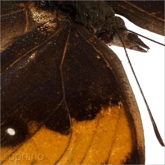 昆虫標本 蝶の標本 コノハチョウ メタリック調ライトフレーム