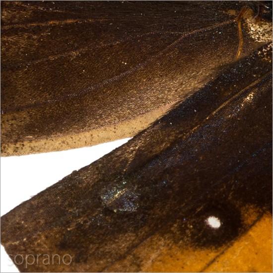 昆虫標本 蝶の標本 コノハチョウ メタリック調ライトフレーム