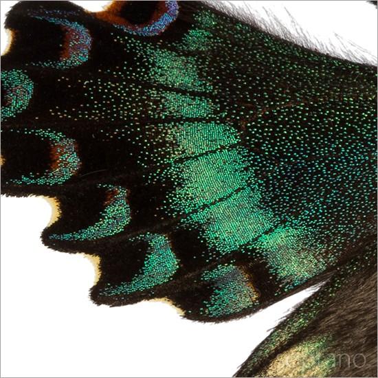 昆虫標本 蝶の標本 ミヤマカラスアゲハ メタリック調ライト