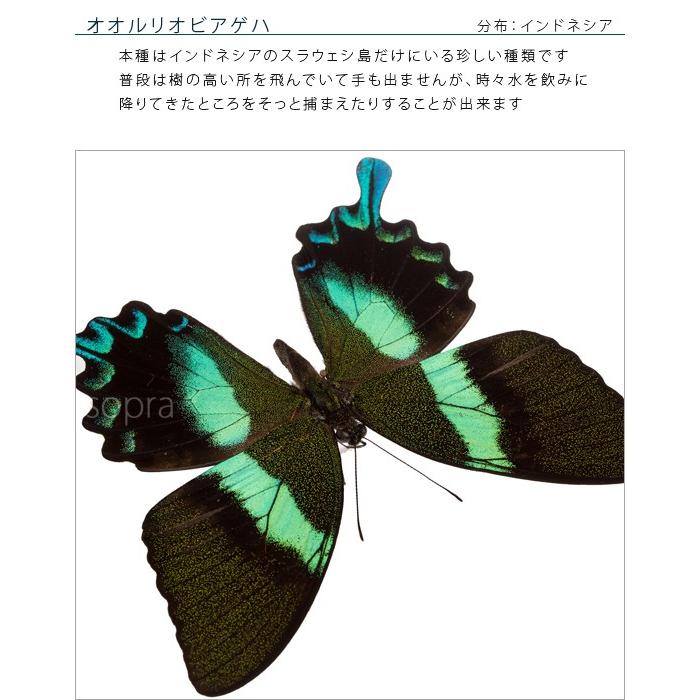 昆虫標本 蝶の標本 オオルリオビアゲハ メタリック調ライト 昆虫標本 蝶の標本 オオルリオビアゲハ メタリック調ライト