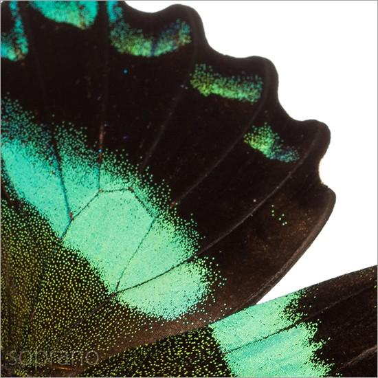 昆虫標本 蝶の標本 オオルリオビアゲハ メタリック調ライト 昆虫標本 蝶の標本 オオルリオビアゲハ メタリック調ライト