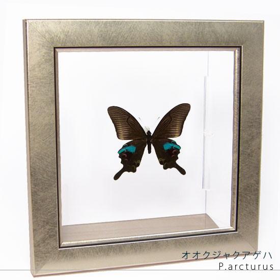 昆虫標本 蝶の標本 オオクジャクアゲハ メタリック調ライト