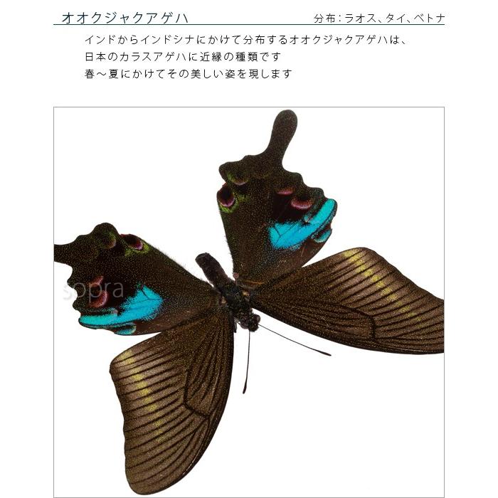 ニ*シ様 真珠色に輝く✨ブルキシタアゲハ✨ 蝶標本 昆虫標本 ニ