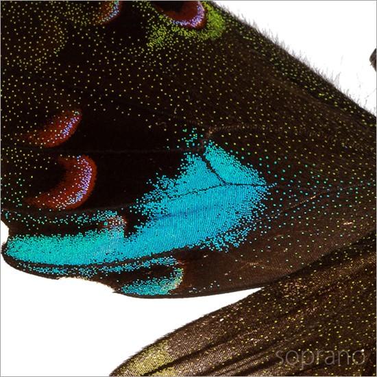 蝶の標本　クジャクアゲハの世界(珍) 05235169_liscaf2003-3.jpg