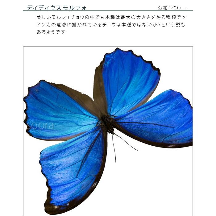 モルフォチョウ　大型個体　標本 標本教室用に！モルフォチョウ10頭セット（Morpho marcus) | 甲虫標本