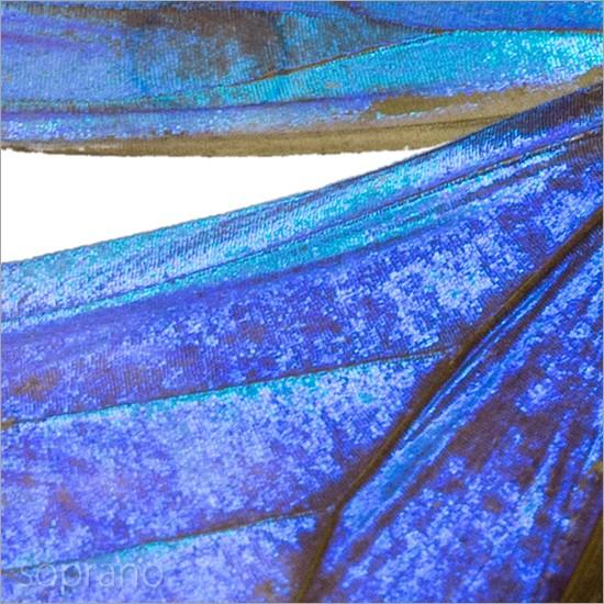 昆虫標本 蝶の標本 オーロラモルフォ メタリック調ライト